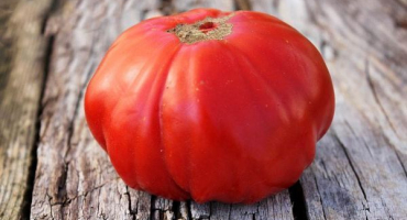 Popis odrůdy rajčat siberian trump a její vlastnosti